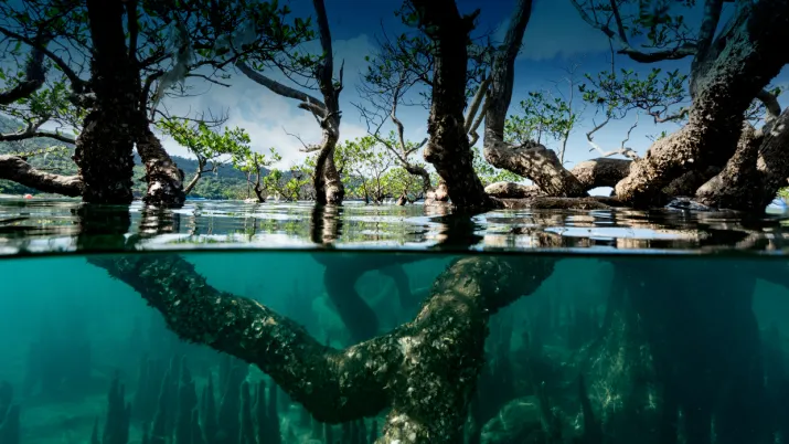 Initiative mangroves