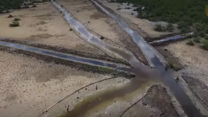 Mexique (Campeche) : 21eme congrès international des sciences de l’environnement et restauration des mangroves
