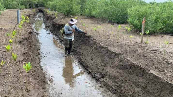 Restauration des mangroves de Cuajiniquil et Terraba Sierpe : des résultats déjà spectaculaires