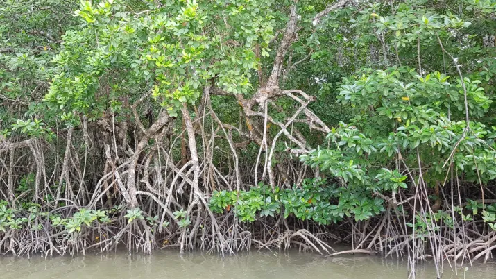 Congrès UICN 2020 : session thématique mangroves