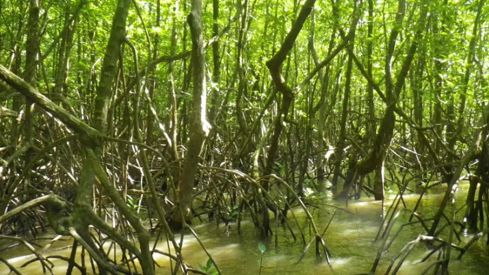 Des évènements sur les mangroves