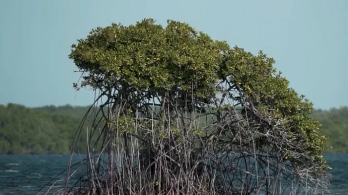 En vidéo : Les mangroves, précieuses forêts des mers