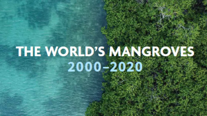 Rapport 2023 de la FAO sur les mangroves
