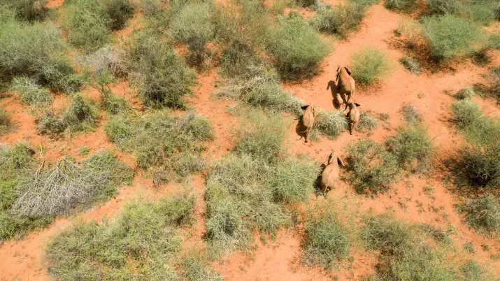 Eléphants au Kenya ( Projet Corridor - Connectivité