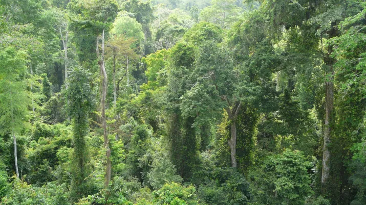 Fôret-Golfe-Guinée