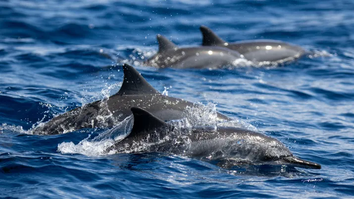 Dauphins