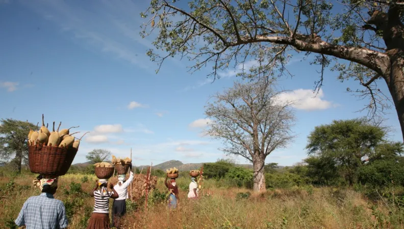 © PhytoTrade Africa