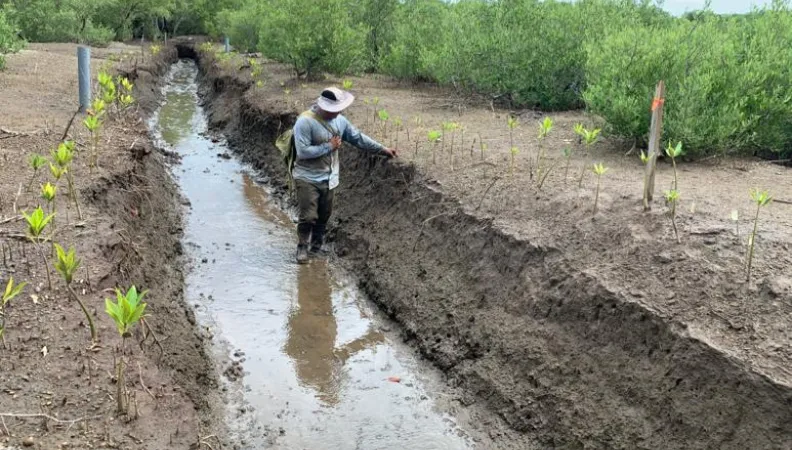 Restauration des mangroves de Cuajiniquil et Terraba Sierpe : des résultats déjà spectaculaires