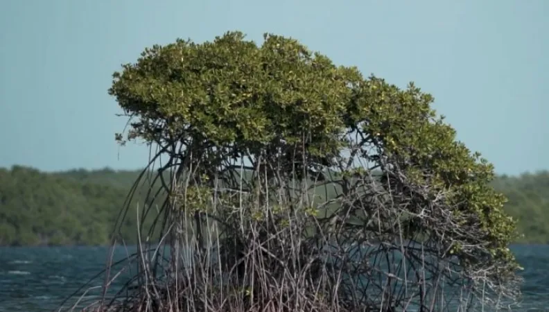 En vidéo : Les mangroves, précieuses forêts des mers