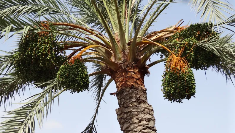 Tunisie 