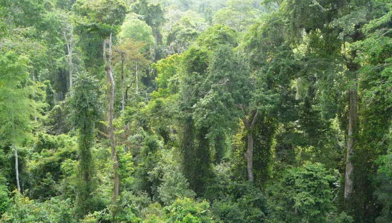 Fôret-Golfe-Guinée