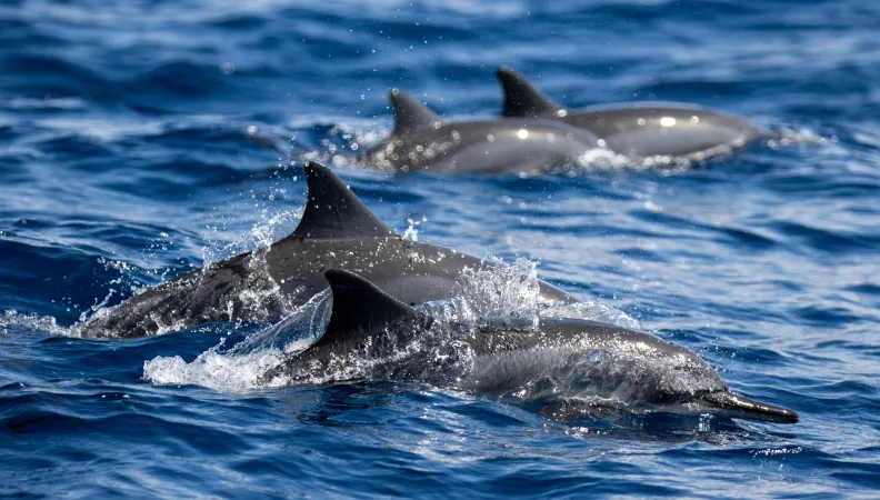 Dauphins