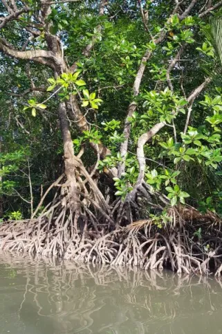 Restauration des écosystèmes de mangroves